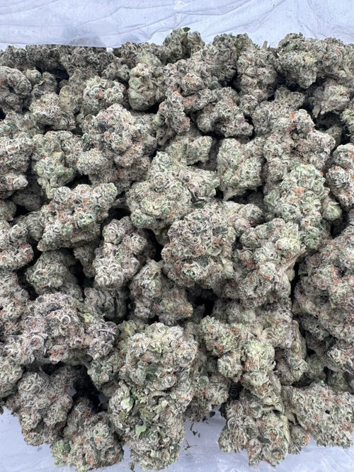 AFGHAN – INDOOR THCA