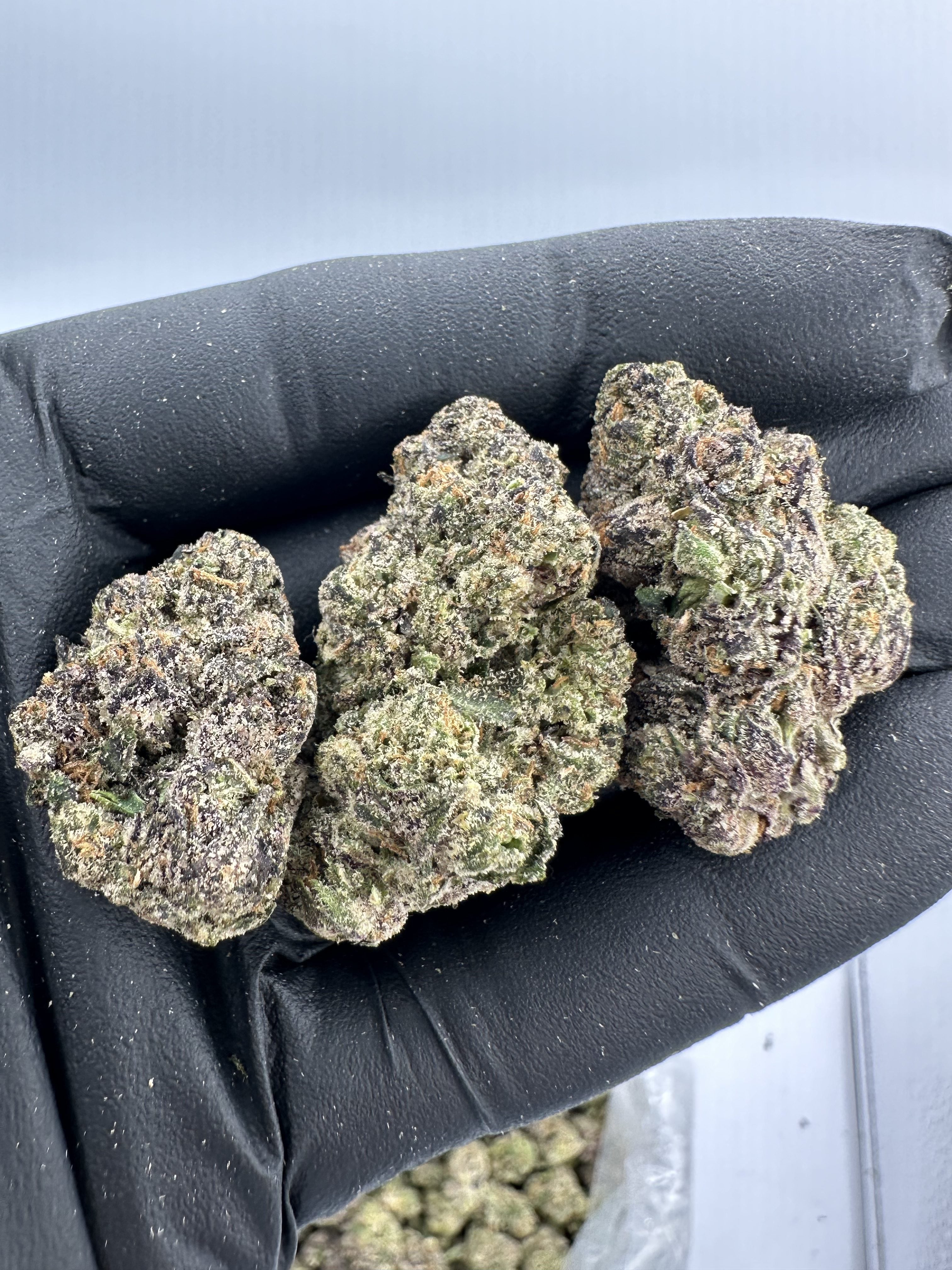 GARY PAYTON – INDOOR THCA